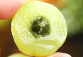 这种水果维生素C含量是橙子的近倍也被誉为刮油神器