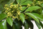 广西发现多个植物新种为中国生物多样性增添新资源