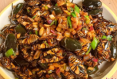 台山龙虱成珠三角餐桌新宠食客尽享美味口福