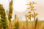 明日芒种养生攻略吃对四样忌做三事