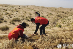 挺进沙海鏖战不停歇万亩沙漠变良田