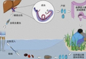 男子湖里游泳后出现血尿竟是虫子作祟预防方法速看