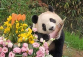 熊猫中心辟谣官方组织网民为大熊猫集资应谣