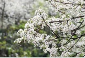 时节梨花风起文化中国行