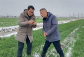 山东农技专家田间把脉问诊助力雪后农业生产
