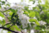 花粉来袭你的春天还好吗
