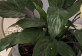 植物夜晚也会进入睡眠状态吗