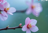 甘肃甘州春天的故事仍在延续