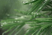 春雨贵似油为何多下反添愁