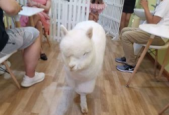 异宠带来传染病风险大吗专家解读