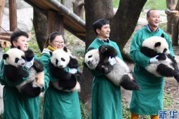 级新生大熊猫宝宝新春集体亮相萌态拜年