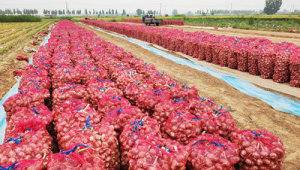 江苏丰县发展食用菌种植产业助力乡村振兴拓宽农民致富路  第1张
