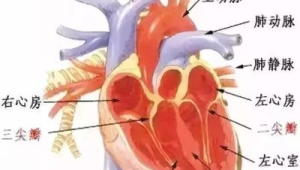 二尖瓣疾病高发这些症状提示心脏阀门异常  第1张