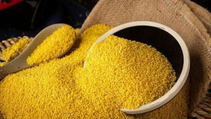 常吃这食物黄金健脾养胃助眠营养翻倍  第1张