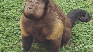 网红黑帽悬猴大壮离世