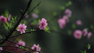 春日花草皆良药  第1张