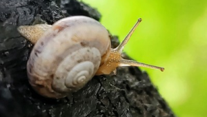 雨后遇见这种蜗牛速速远离  第1张
