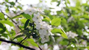 花粉来袭你的春天还好吗  第1张