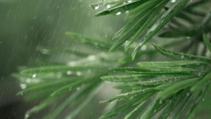 春雨贵似油为何多下反添愁  第1张