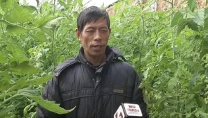 山西高平村民搬迁新居发展蔬菜产业走上致富路  第1张