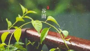 明日谷雨节气将至专家提醒春捂有度保健康  第1张
