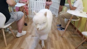 异宠带来传染病风险大吗专家解读  第1张