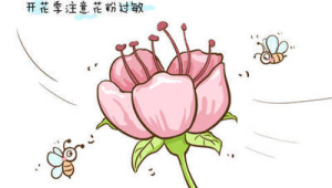 春季花粉过敏高发应对指南  第1张