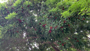 又到了吃虫哦不杨梅的季节  第1张