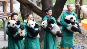 级新生大熊猫宝宝新春集体亮相萌态拜年  第1张