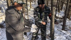 黑龙江多地林区回应盗猎事件称将加强巡护力度  第1张