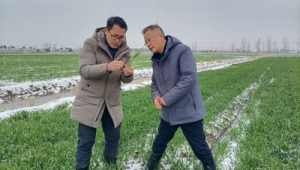 山东农技专家田间把脉问诊助力雪后农业生产  第1张
