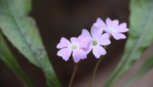 四川青神发现植物新种被命名为眉山报春  第1张