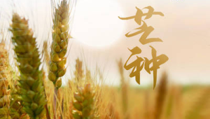 明日芒种养生攻略吃对四样忌做三事