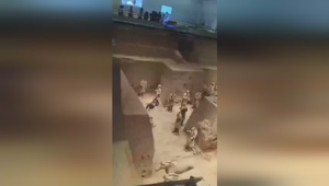 男子翻越护栏跳入秦兵马俑一号坑遭依法处罚  第1张
