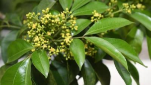 广西发现多个植物新种为中国生物多样性增添新资源  第1张