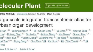 中国研究团队成功绘制首个国产大豆基因组时空图谱  第1张
