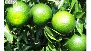 小小青团竟能把人送进医院这些人群食用需注意  第1张