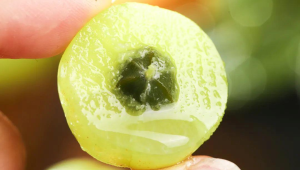 这种水果维生素C含量是橙子的近倍也被誉为刮油神器  第1张