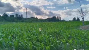 广东全力保障春耕播种面积万亩夯实粮食安全基础  第1张